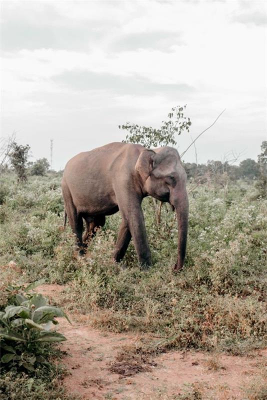 Sri Lankan matkavinkkejä Udawalawen kansallispuisto