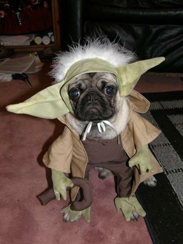 Puvut koirille Yoda mopsi Star Wars