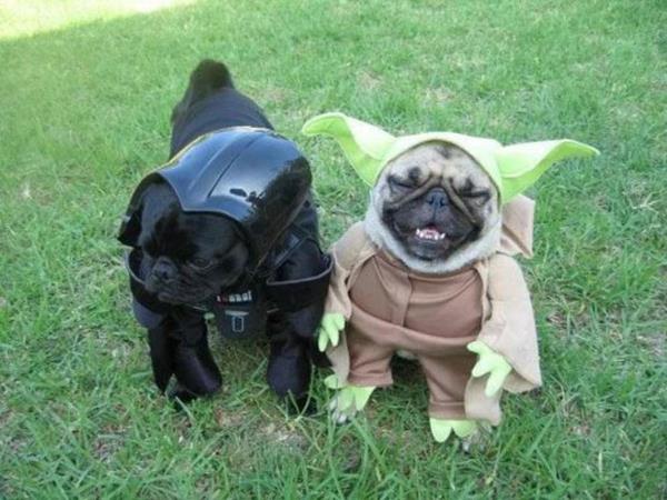 Star Wars -asut koirille söpö yoda