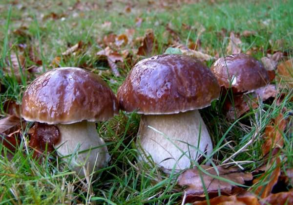 Ceps boletus edulis kesä sienilajit