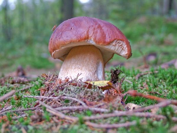Tunnista sian sienet Kerää syötäviä sienilajeja