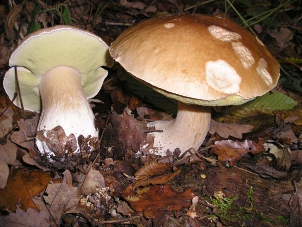 Ceps tunnistaa mielenkiintoisia faktoja Syötävät sienet