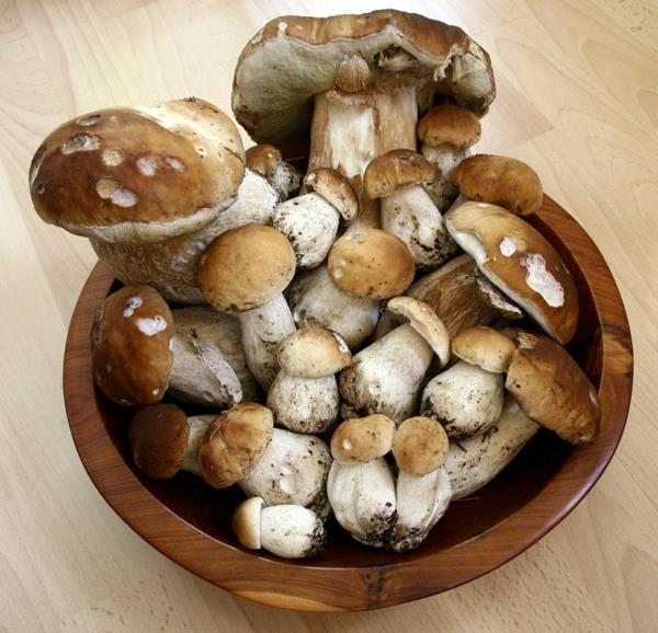 Valmista sian sieni kulho syötävistä sienistä