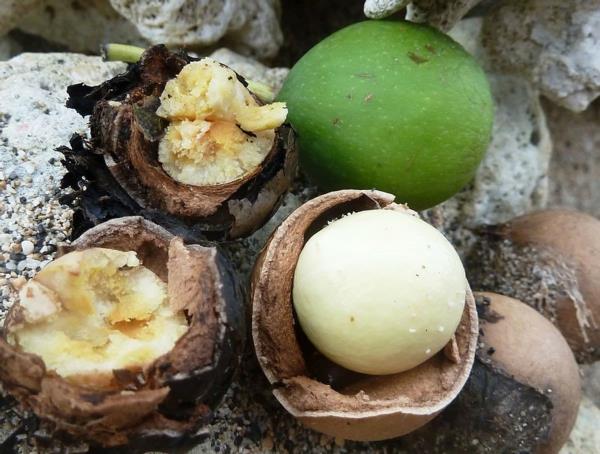 Tamanuöljy Polynesian puulaji Tamanu -hedelmät ja -ydin