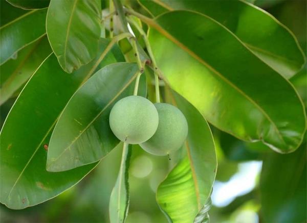 Tamanu -öljyn polynesiapuulajien terveyshyödyt