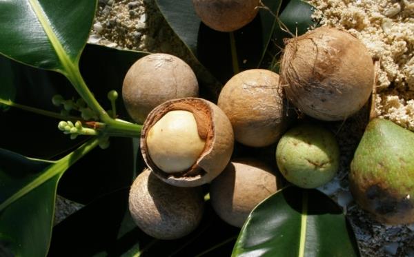 Tamanu -öljy Polynesia Tamanu -puun hedelmien annetaan kuivua