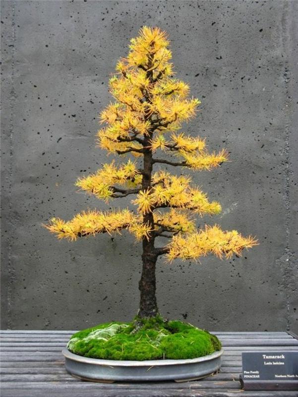 Tamarack Bonsai Tree Osta ja hoita Bonsai -lajeja syksyn lehtiä