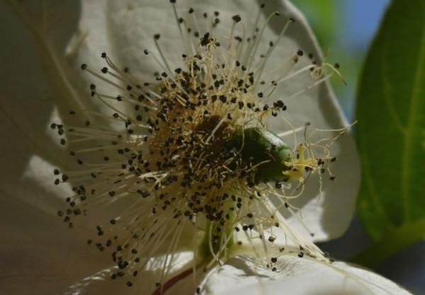 Nenäliina puu kyyhkynen puu Davidia involucrata kukinta