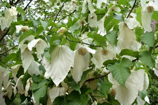 Nenäliina puu kyyhkynen puu Davidia involucrata kukkia