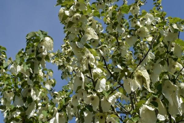 Nenäliina puu kyyhkynen puu Davidia involucrata Kiina