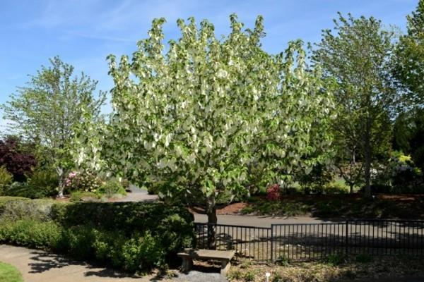 Nenäliina puu kyyhkynen puu Davidia involucrata puutarhapuu