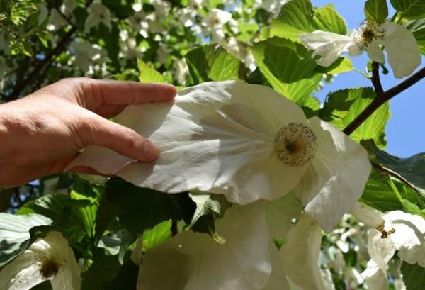 Nenäliina puu kyyhkynen puu Davidia involucrata kantalehdet valkoinen