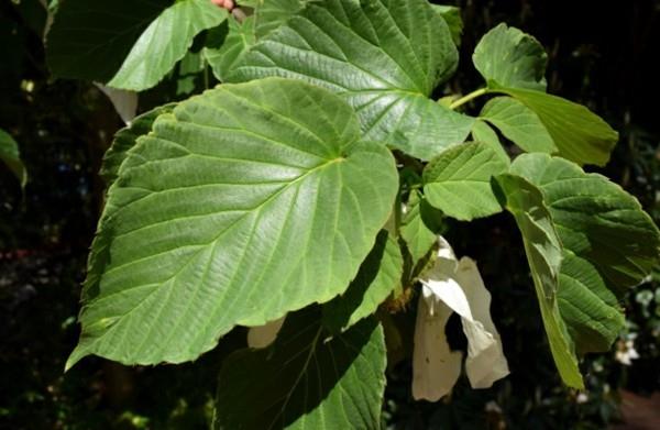 Nenäliina puu kyyhkynen puu Davidia involucrata lehdet