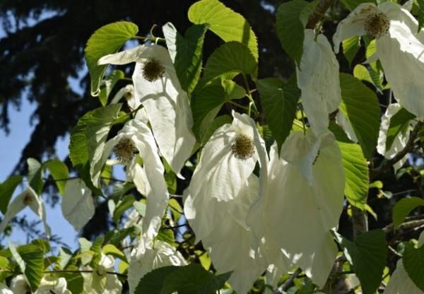 Nenäliina puu kyyhkynen Davidia involucrata ominaisuudet