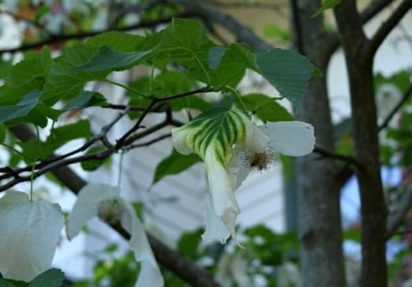 Nenäliina puu kyyhkynen puu Davidia involucrata kukkiva loisto