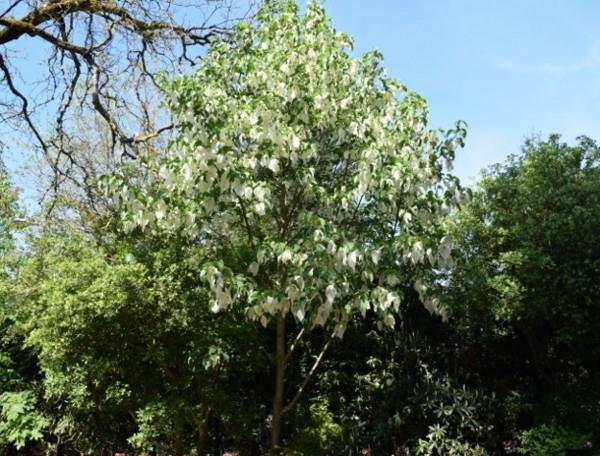 Nenäliina puu kyyhkynen puu Davidia involucrata