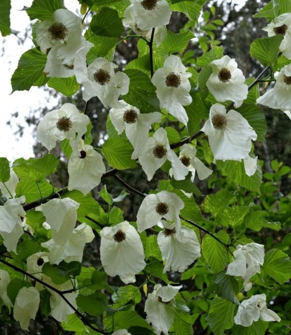 Nenäliina puu kyyhkynen puu kukkii, Davidia involucrata