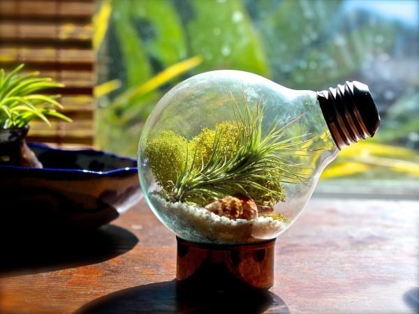 Terrarium suljettu hehkulamppuun