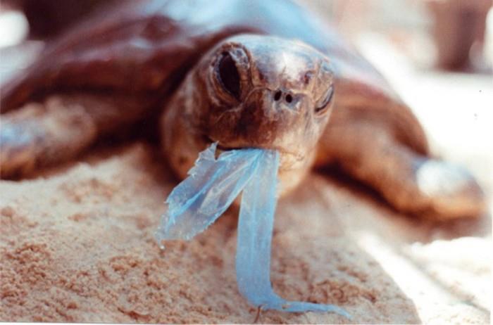 Ocean Cleanup -muovijätteet merikilpikonnassa