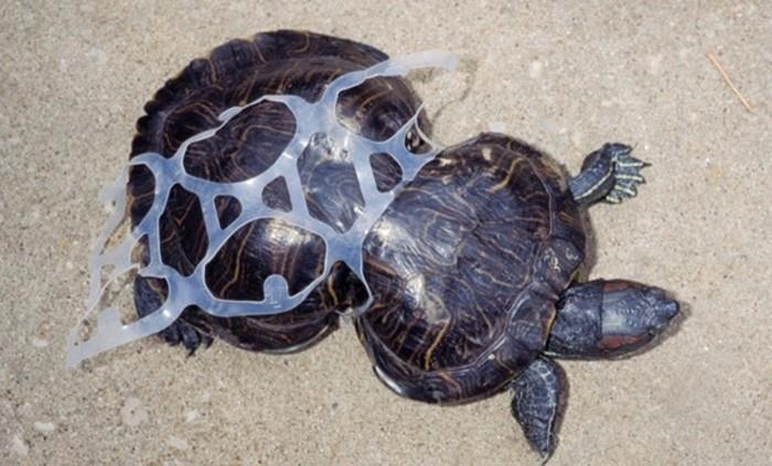 Ocean Cleanup -muovijätteet merikilpikonnien muovissa ovat kasvaneet