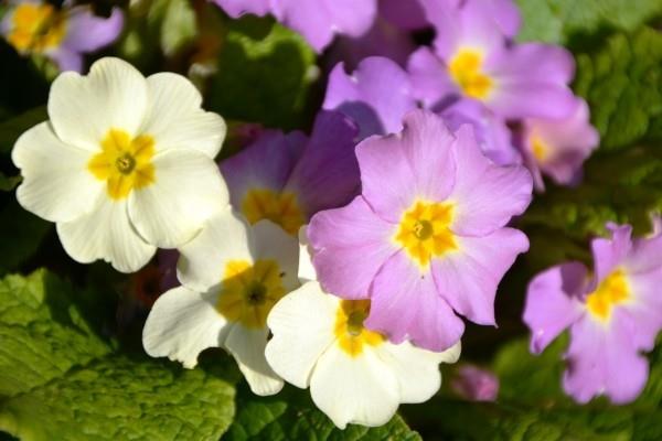 Suuri valkoinen ja violetti puutarhanhoito