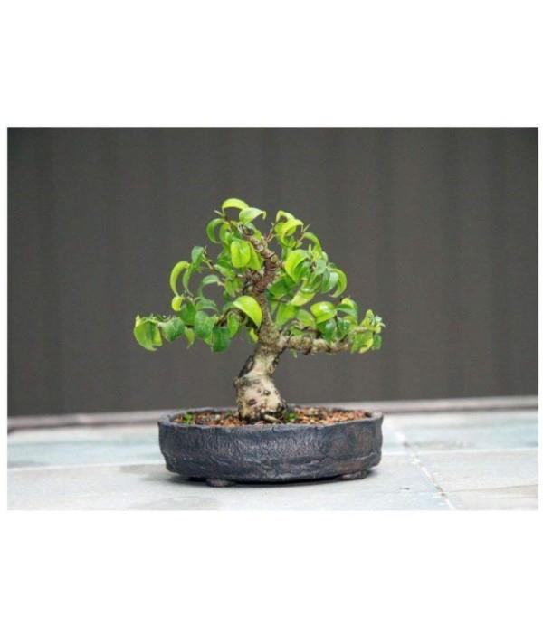 Potti ja pienikokoinen bonsai -puu