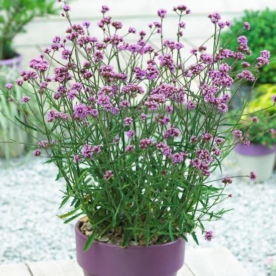 Ruukkukasvit verbenat herkät kukat violetit samassa värillisessä ruukussa