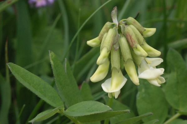 Tragacanth astragalus pitkäikäisille yrteille ja lääkekasveille