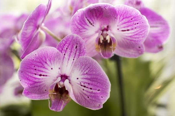 Trend kirkas elävä terve ja kaunis orkideat sisäilmasto