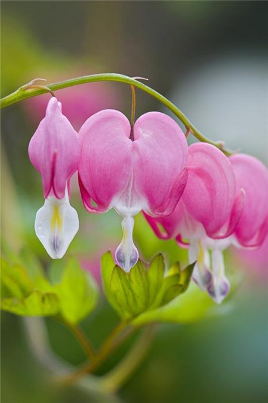 Verenvuoto sydän Lamprocapnos spectabilis kauniita kevään kukkia kuvia