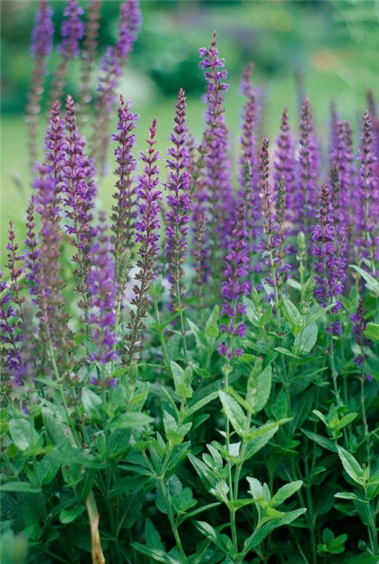 Kuiva taiteilija puutarhassa Musta ja sininen Salvia Salvia Mielenkiintoisia lehtiä hoikka violetti kukinto