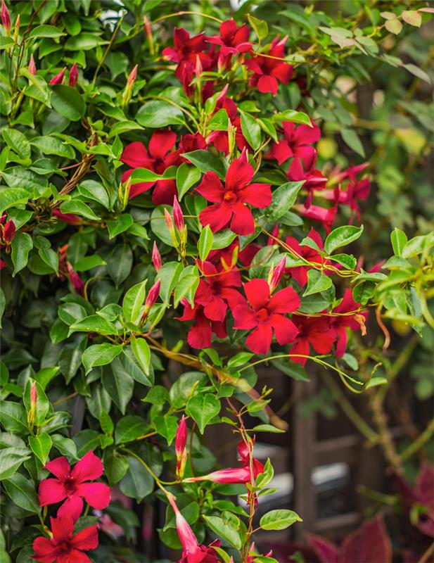 Kuiva taiteilija puutarhassa Mandevilla Dipladenia kauniita kukkia tarvitsee kiipeilyteline