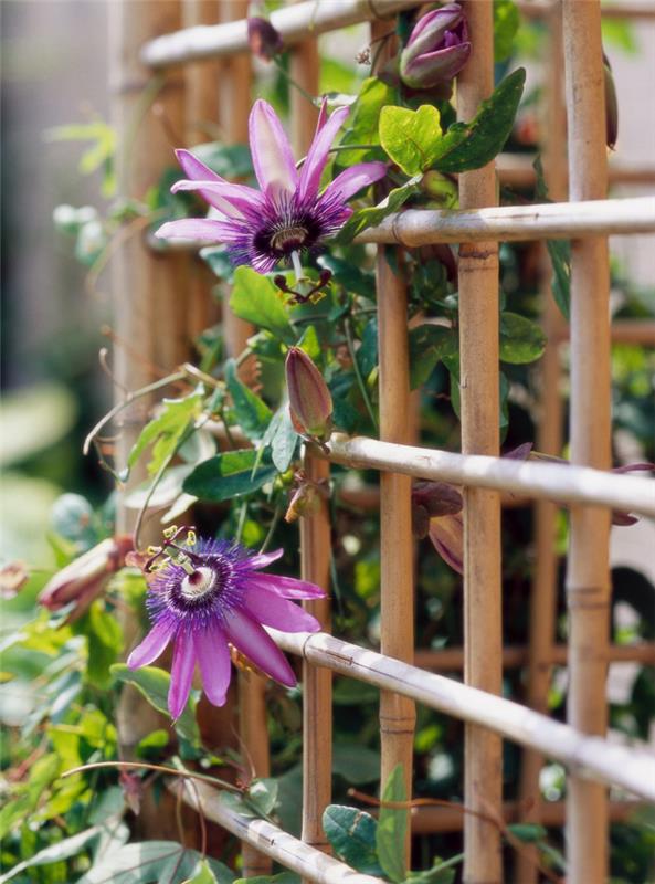 Kuiva taiteilija puutarhassa Passionkukka kukkii ainutlaatuista kauneutta