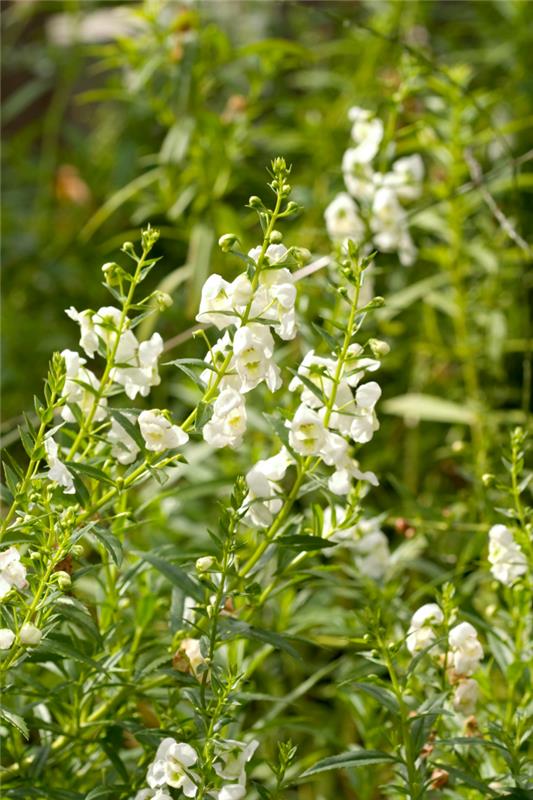 Kuiva taiteilija puutarhassa Buddleia valkoiset kukat katseenvangitsija kuumassa auringossa