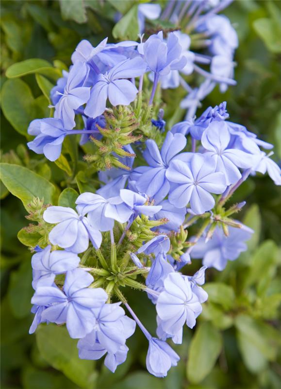 Puutarhan kuiville taiteilijoille taivaansiniset plumbago-kukat ovat erittäin houkuttelevia perhosille