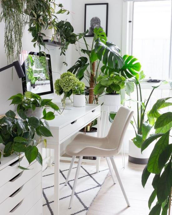 Trooppinen sisustus kotitoimistossa valkoiset huonekalumatot, paljon vihreitä ruukkukasveja, jotka houkuttelevat huoneen tunnelmaa