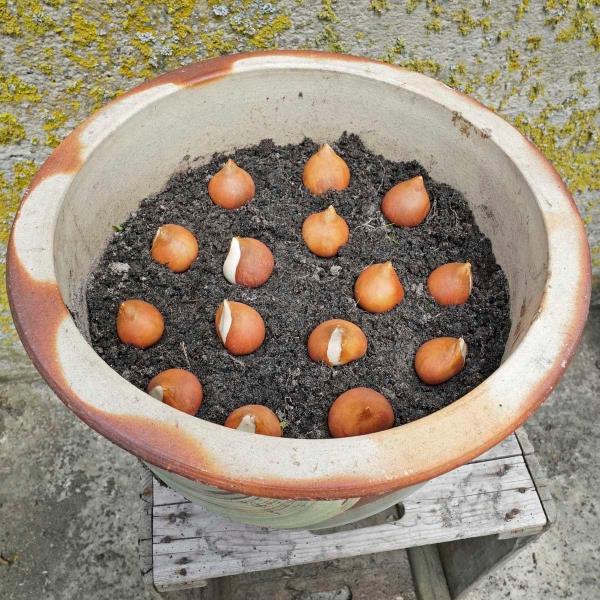 Tulppaanit istutuskasvin ruukku sipulit