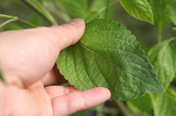 Tulsi -tee Tulsi jättää pyhän basilikan