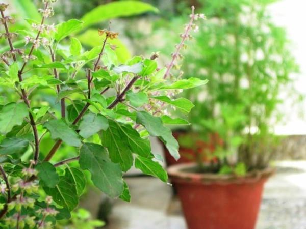 Tulsi -tee Tulsi -kasvi Tulsi jättää intialaista basilikaa