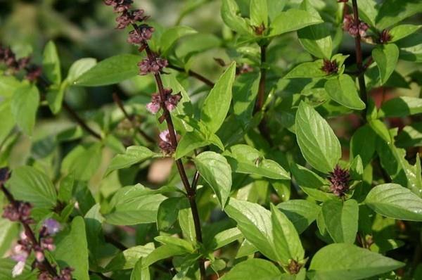 Tulsi -teen vaikutus tulsi -kasvien pyhästä basilikasta