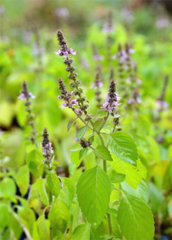 Tulsi -tee -vaikutus Tulsi -kasvi Tulsi jättää pyhän basilikan Rama Tulsin