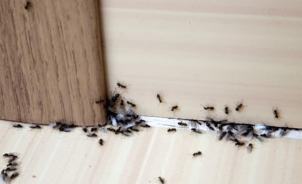 Kutsumattomat talon vieraat ryhtyvät kestäviin toimiin talon hyönteisiä ja talon muurahaisia ​​vastaan