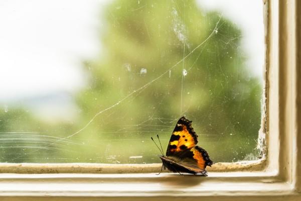 Kutsumattomat talon vieraat ryhtyvät kestäviin toimiin talon hyönteisiä ja asunnon perhosia vastaan ​​ikkunassa