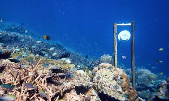 Vedenalaiset kaiuttimet voivat auttaa palauttamaan vaurioituneet koralliriuttakaiuttimet koralliriutan pohjassa