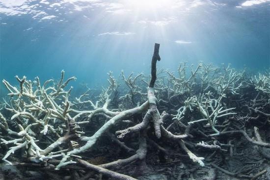 Vedenalaiset kaiuttimet voivat auttaa palauttamaan vaurioituneet koralliriutat kuolleita valkaistuja riuttoja