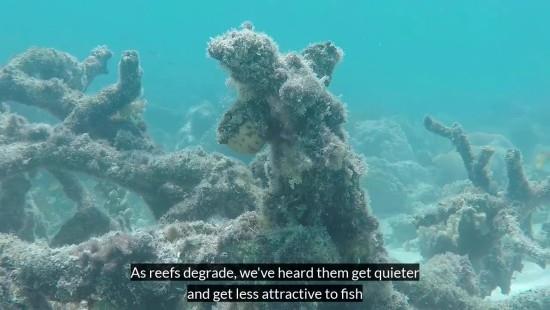Vedenalaiset kaiuttimet voivat auttaa palauttamaan vaurioituneet koralliriutat, kuolleet riutat hiljenevät eivätkä houkuttele elämää