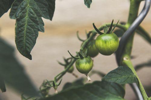 Kaupunkipuutarhanhoito vihreät tomaatit puutarhassa omaa vihannestuotantoa