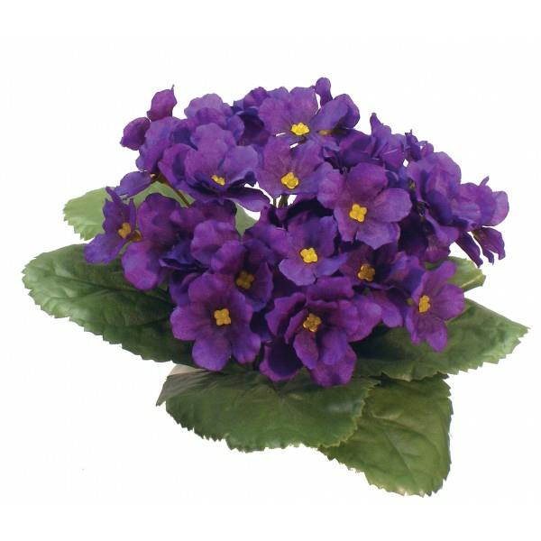 Afrikkalainen violetti suosittu huonekasvi violetti
