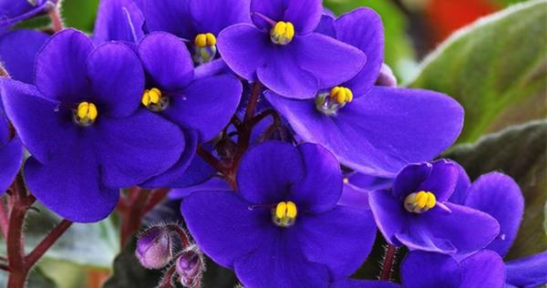 Afrikan violetit hämmästyttävän suosittuja sisäkasveja sametti