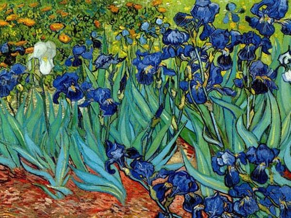 Van Goghin suurin hollantilainen taidemaalari Blue Irises, toukokuu 1889, näkyvät siveltimen vedot